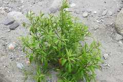 Chenopodium ambrosioides